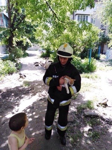 Пушистик застрял на высоком дереве Пушистик застрял на высоком дереве