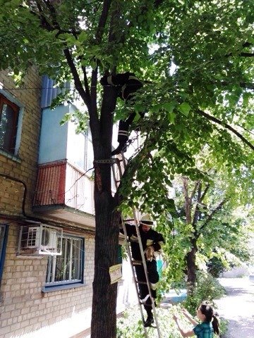 Котенка вернули на землю Котенка вернули на землю