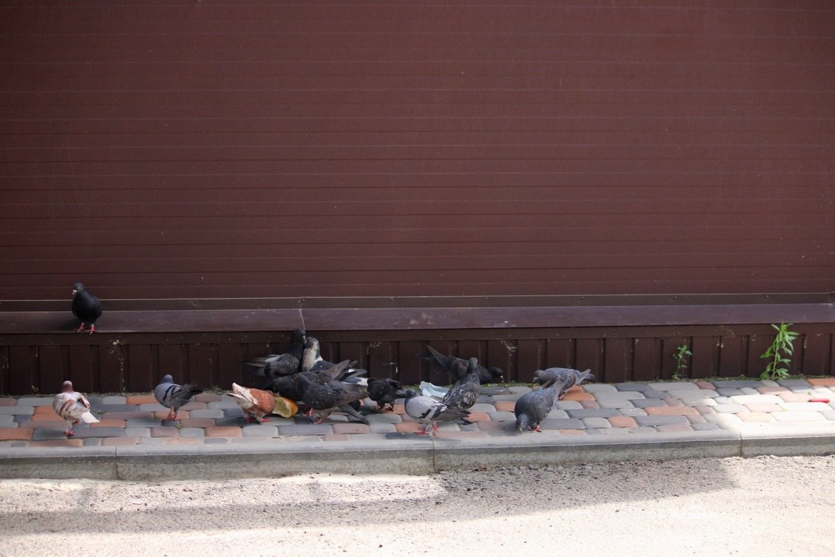 Ничего, кроме нескольких корочек хлеба, рядом с телом не было