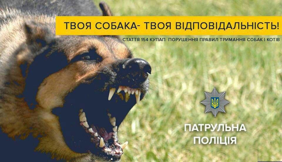 В Днепре пьяный мужчина выгуливал таксу, которая напала на ребенка В Днепре пьяный мужчина выгуливал таксу, которая напала на ребенка