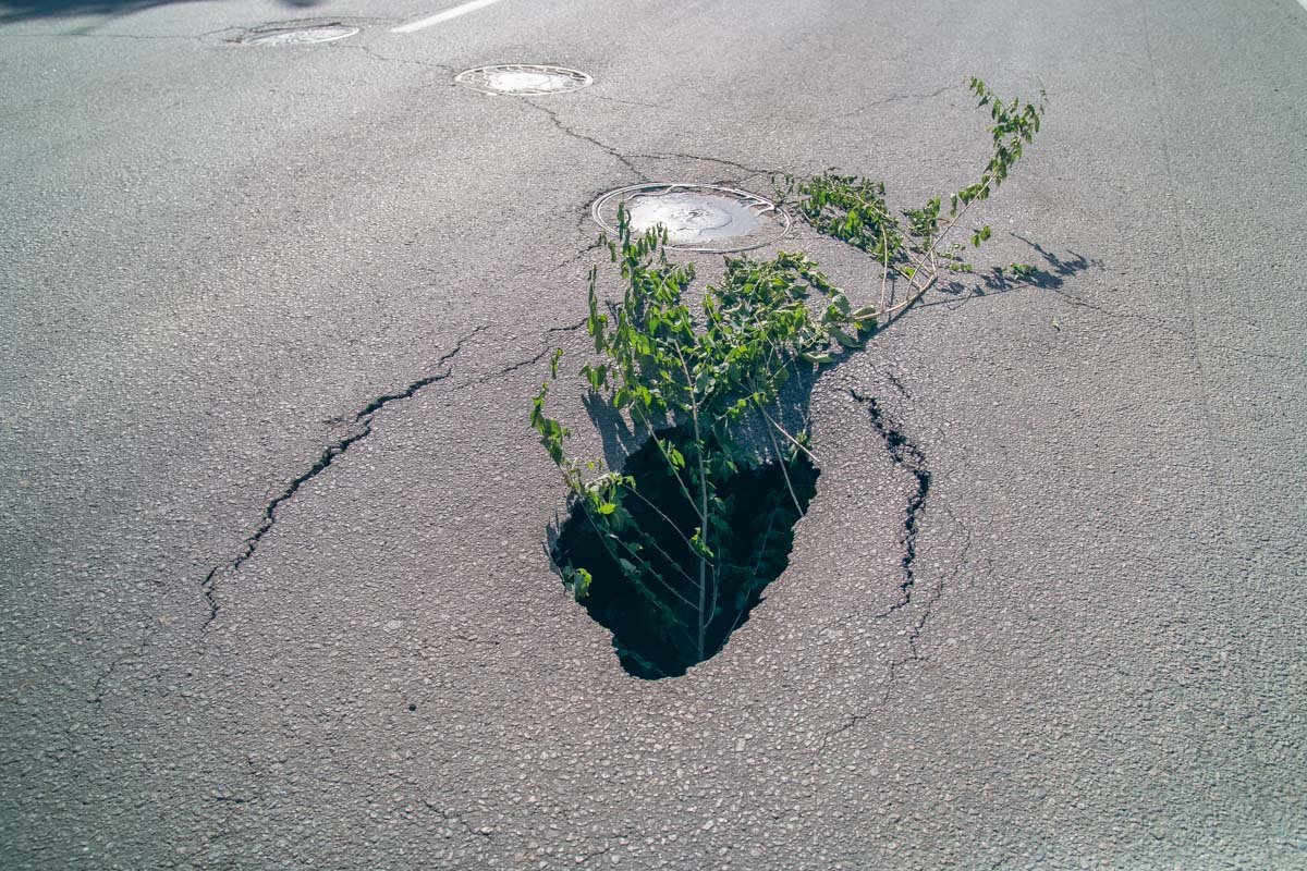 Место указали веткой 