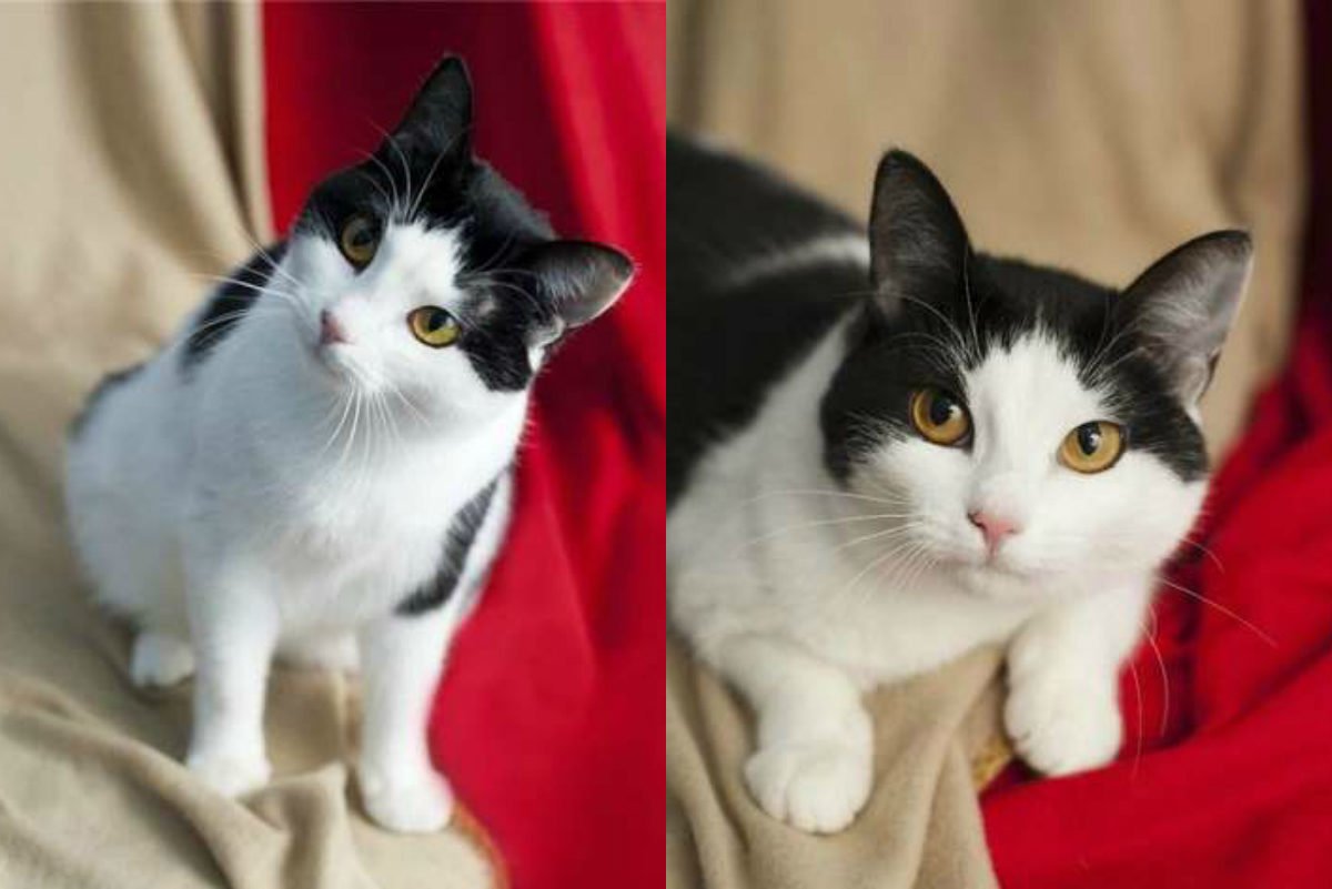 Милая мордашка с радостью станет частью вашей семьи