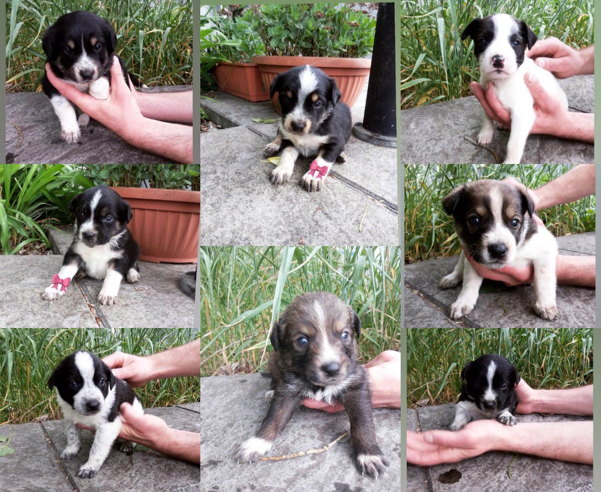 Восемь бутузиков ищут любящую семью