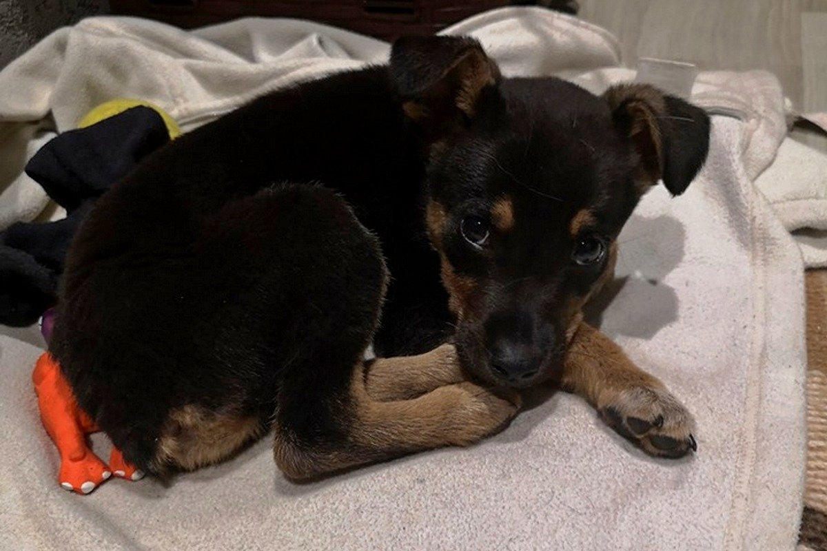 Грустный песик очень хочет стать частью большой и дружной семьи