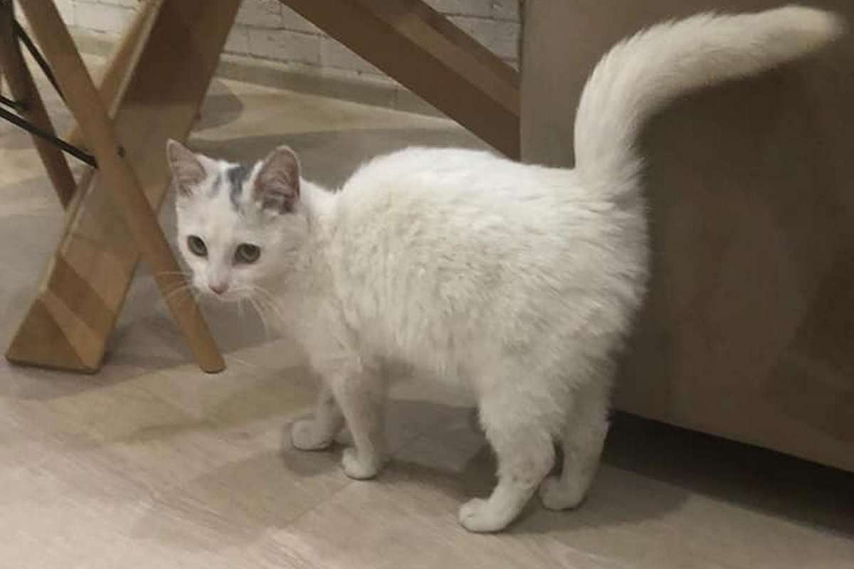 Грустный кусь ищет семью