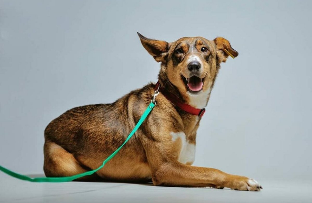 Это не собака, это большой клубочек нескончаемой энергии