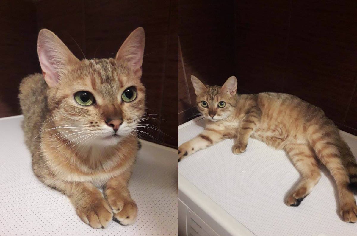 В этих глазах целая Вселенная