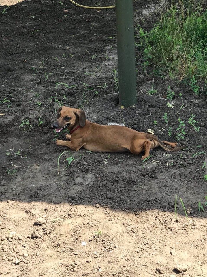 Таксеныш хочет домой