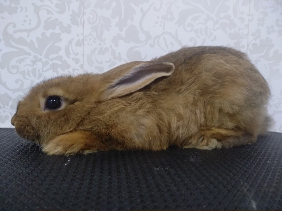 Кролик хочет домой