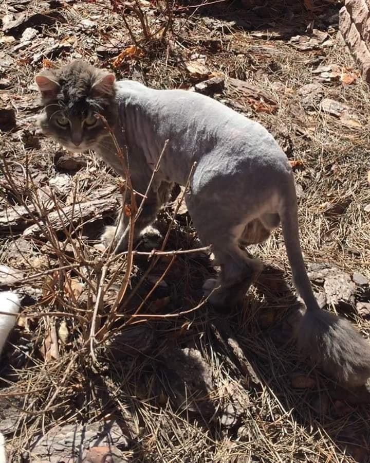 Дымок хочет домой