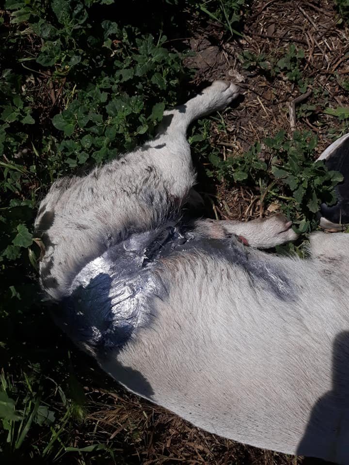 У собаки были порезы