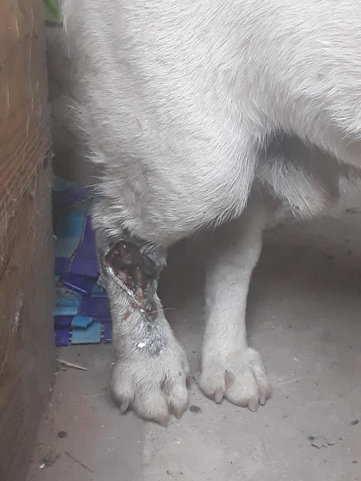 Собаке оказали помощь