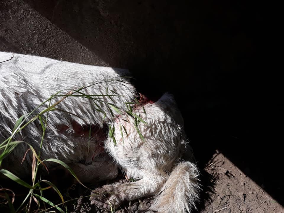 Ищем хороших хозяев