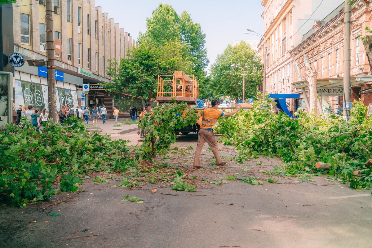 Коммунальщики проводят обрезку деревьев  Коммунальщики проводят обрезку деревьев