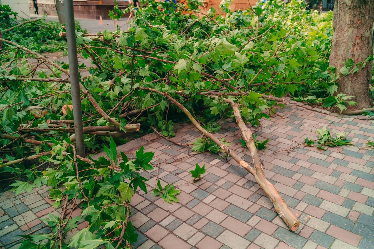 Все ветки уберут с проезжей части и откроют дорогу  Все ветки уберут с проезжей части и откроют дорогу