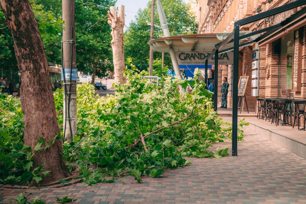 Очевидно, обрезают не только сухие ветви  Очевидно, обрезают не только сухие ветви