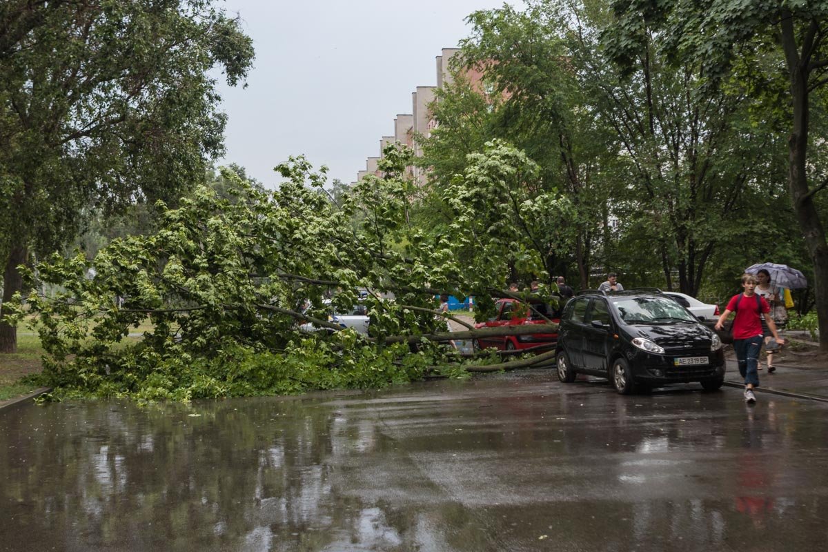 Дерево полностью перегородило проезжую часть Дерево полностью перегородило проезжую часть