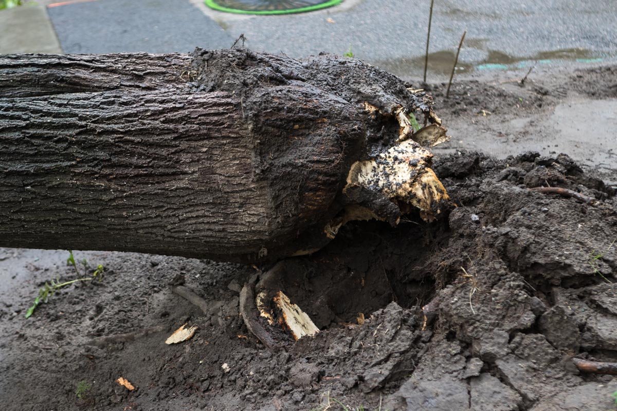 Ствол вырвало с корнем Ствол вырвало с корнем