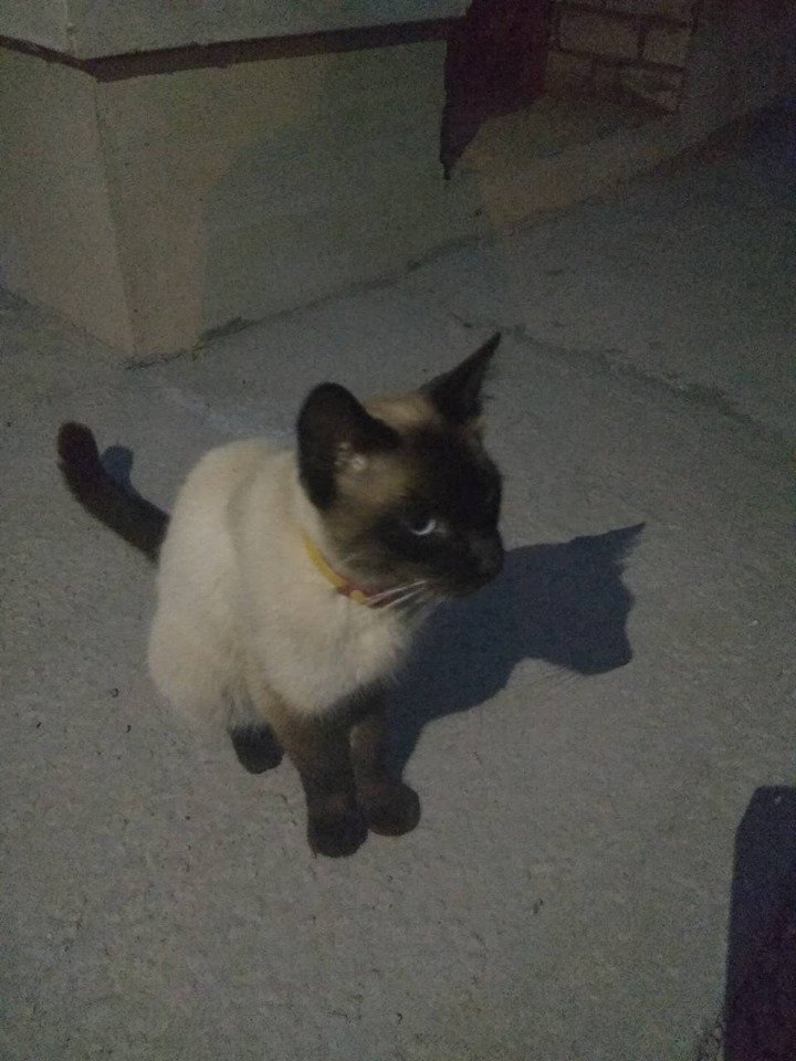 Кот хочет найтись