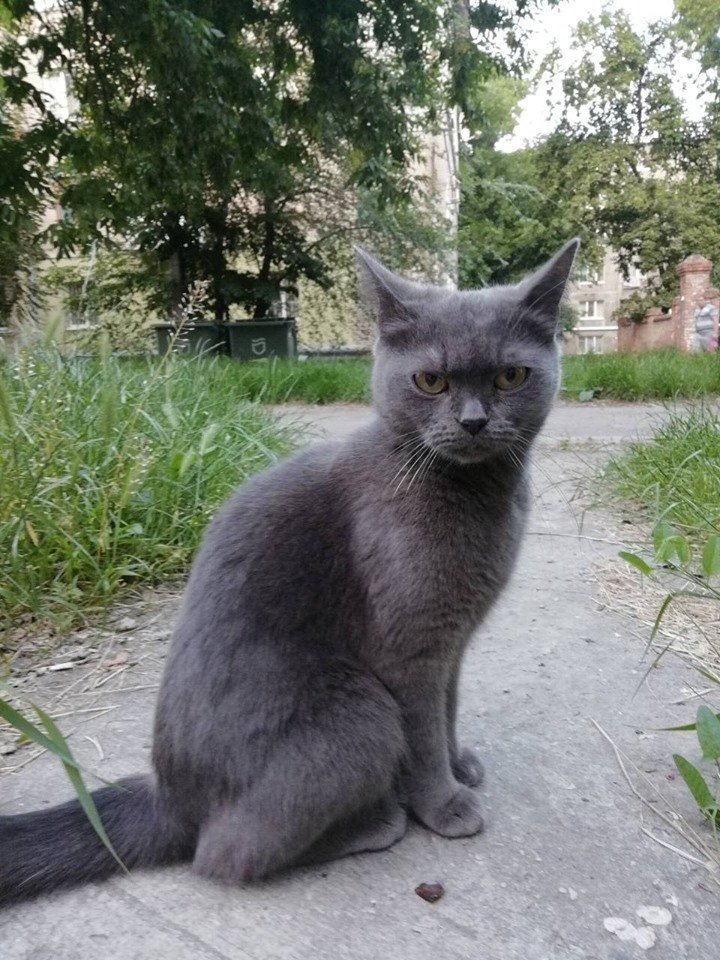 Кошик хочет домой