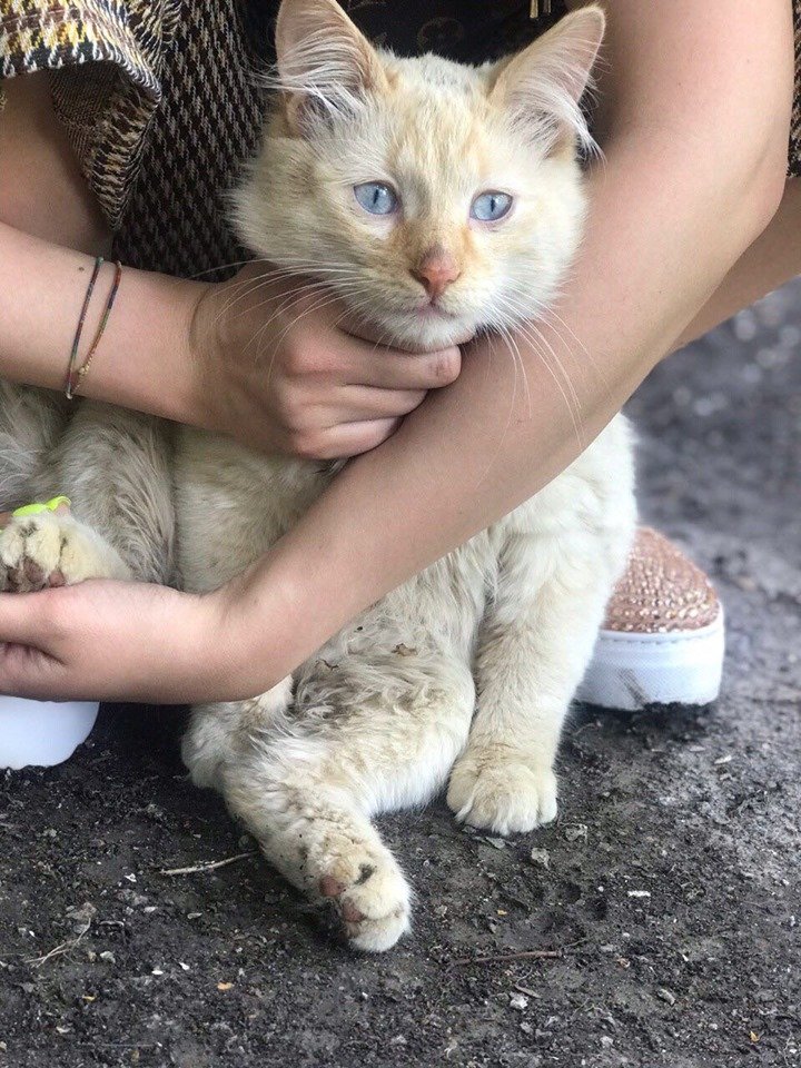 Котик страдает