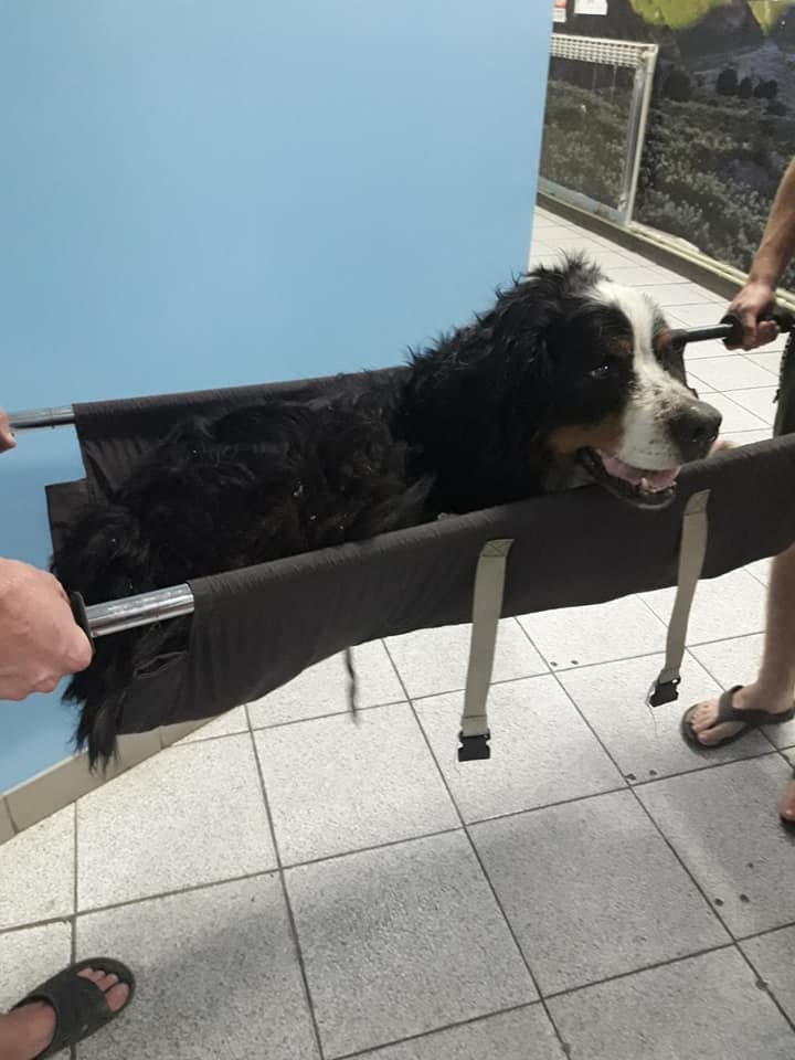 Собаку не кормили