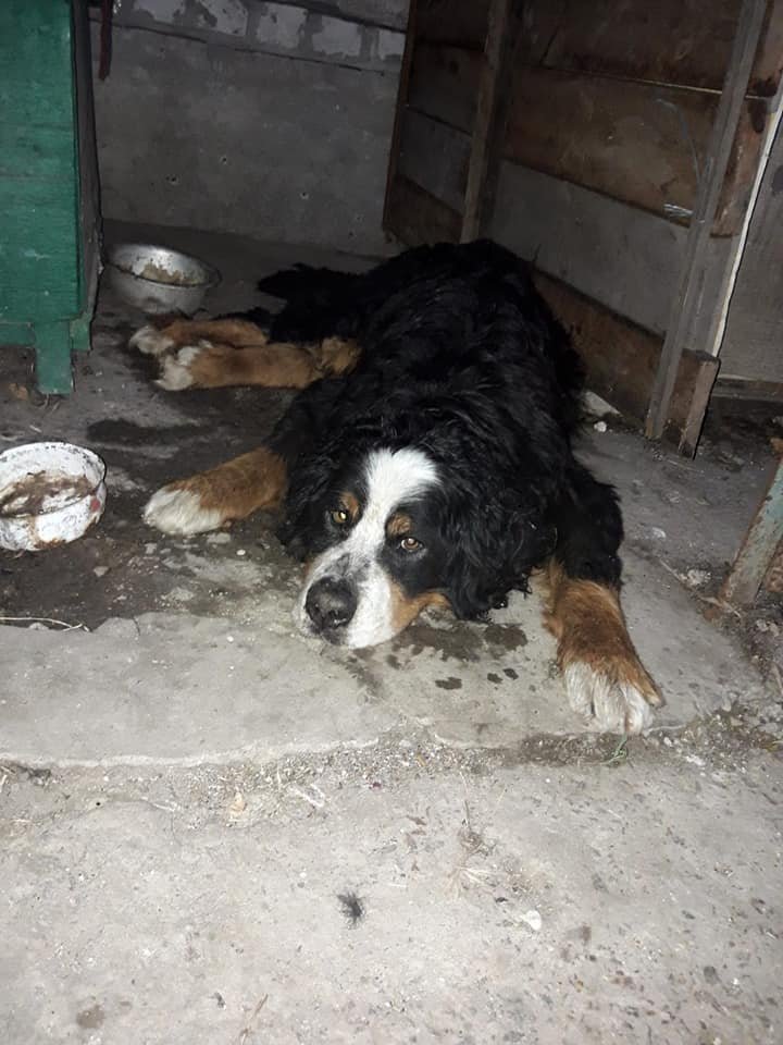 Пес не мог встать на лапы