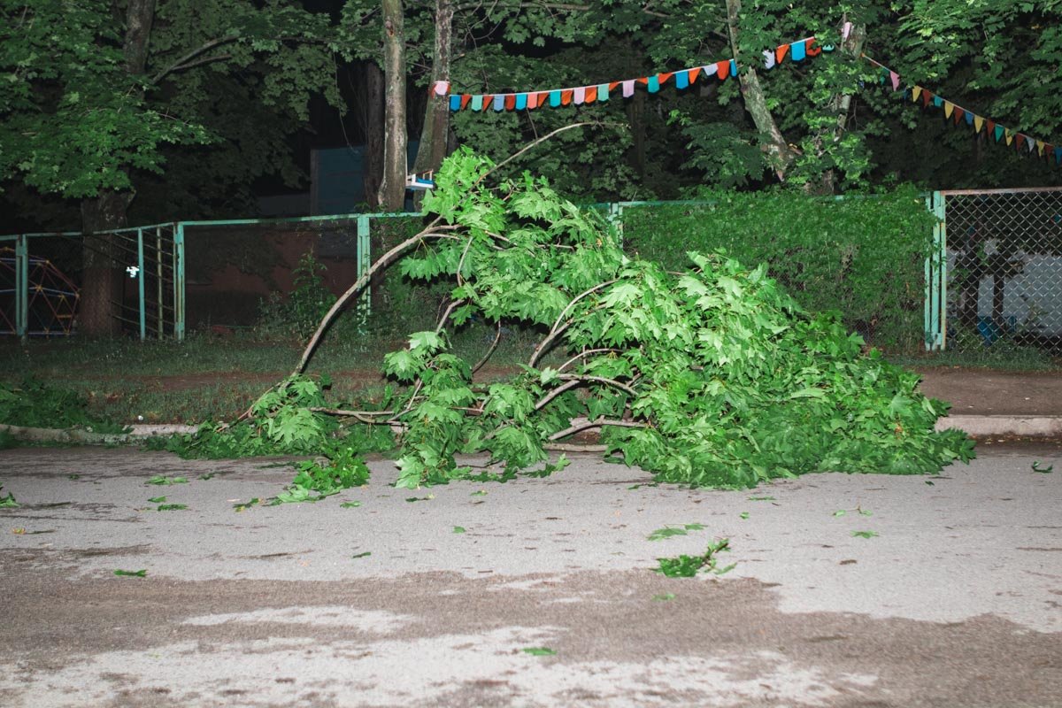 Ветка клена упала на жилмассиве Тополь-3 Ветка клена упала на жилмассиве Тополь-3