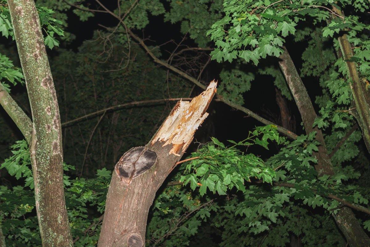Вероятно, ветка упала из-за сильного ветра Вероятно, ветка упала из-за сильного ветра