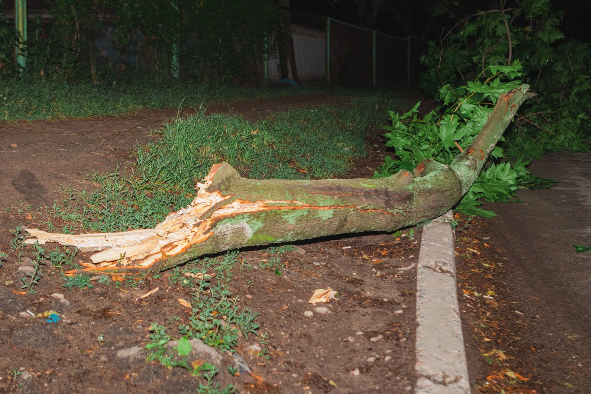 Ветка не мешает проезду транспорта Ветка не мешает проезду транспорта