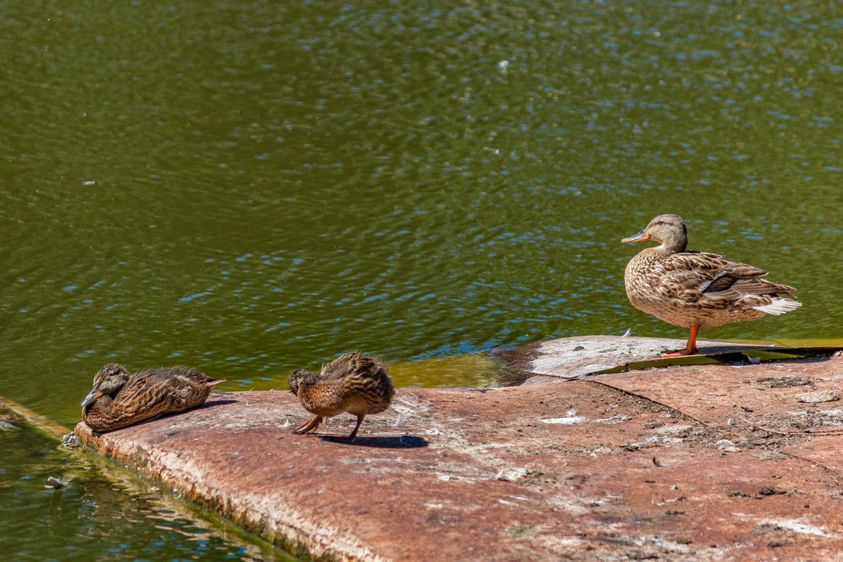 Для птиц озеро является домом