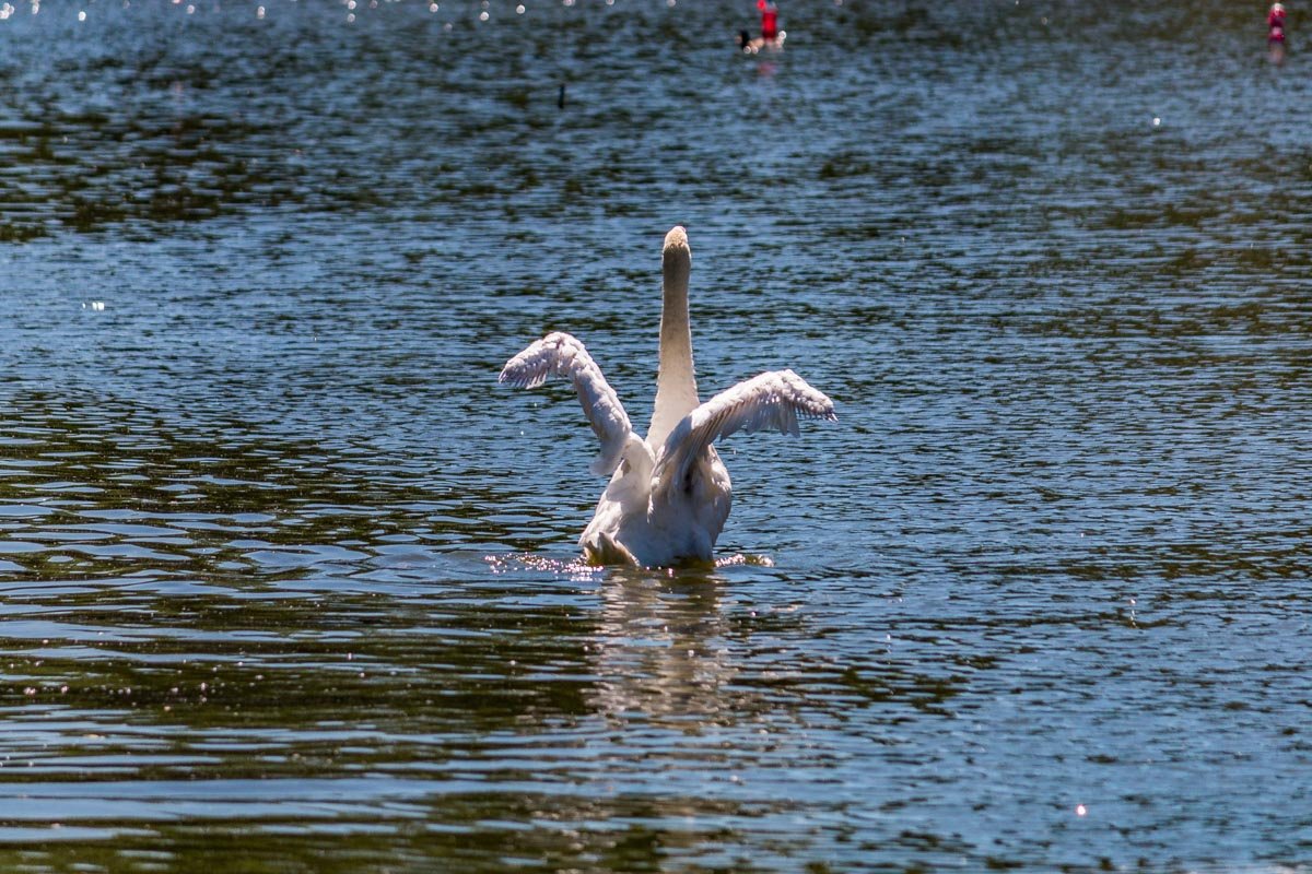 В этом месте живут прекрасные лебеди