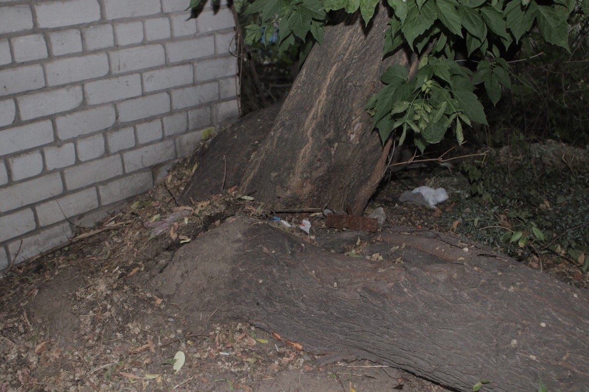 По всей видимости, причиной падения дерева стала его старость