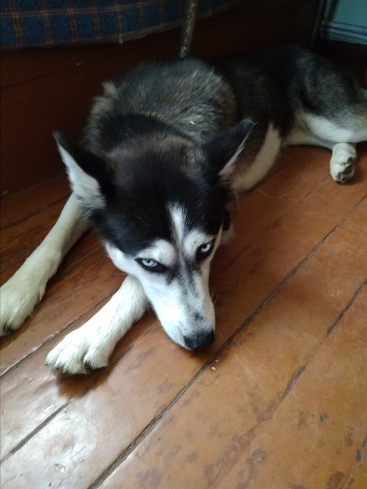 Ищет своих хозяев