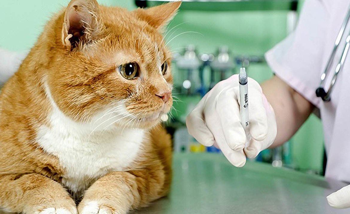 Вакцины Вакцины