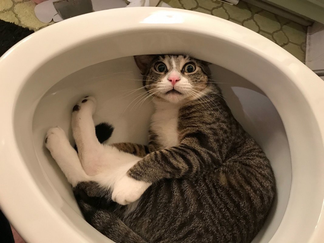 Лоток Лоток