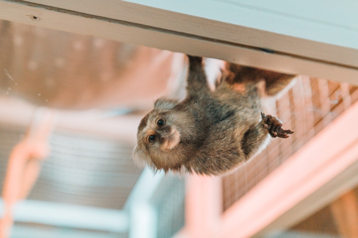 Трогательный зоопарк