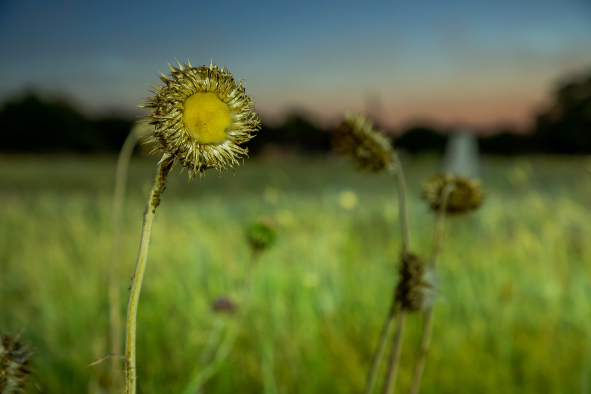 Волшебная ночь Волшебная ночь