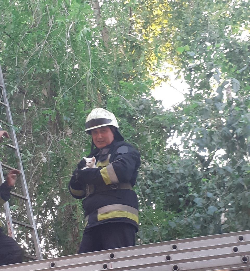 Пушистик застрял на 6-метровом дереве