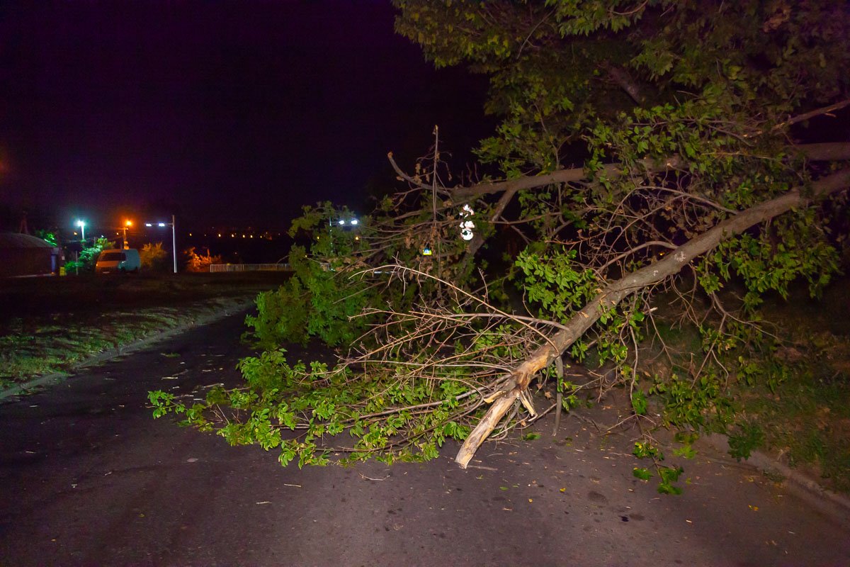 В Днепре на Володи Дубинина упавшая ветка заблокировала движение: проезд перекрыт В Днепре на Володи Дубинина упавшая ветка заблокировала движение: проезд перекрыт