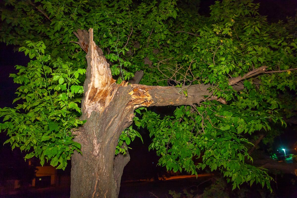 Кленовая ветка обломилась примерно в 00:10 Кленовая ветка обломилась примерно в 00:10