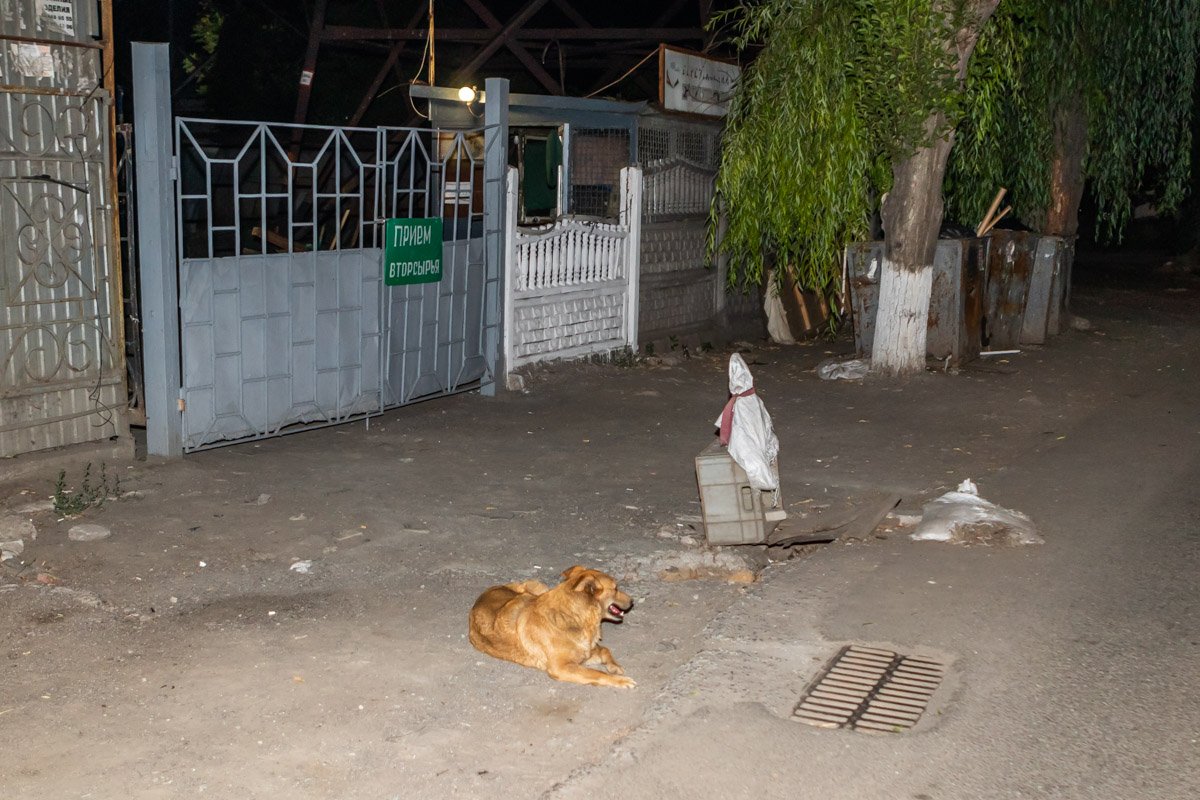 Собака никогда не бросит напарника одного Собака никогда не бросит напарника одного