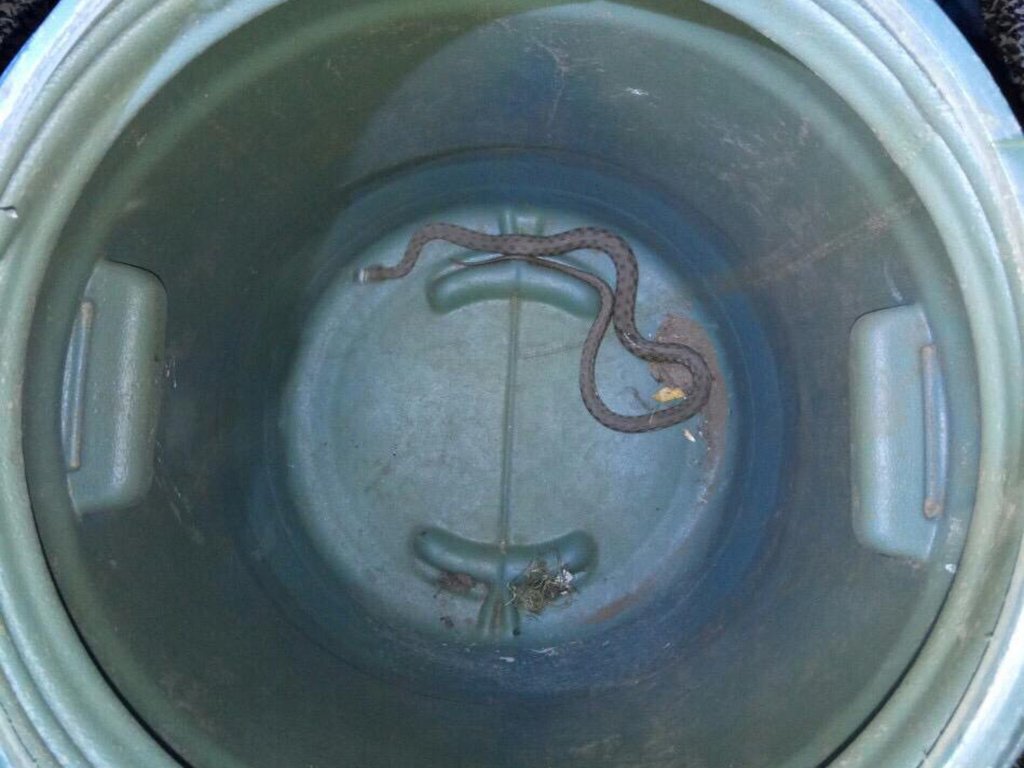 Длина змеи составила практически метр 