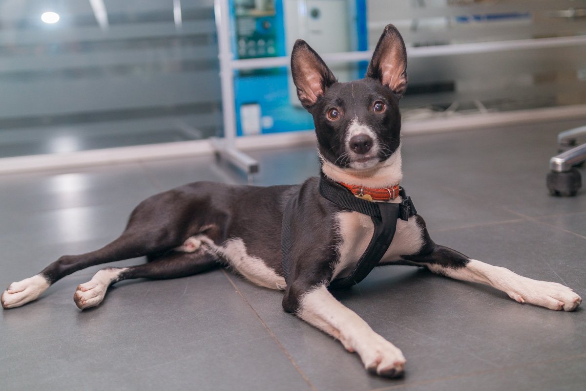 В "Фрегате" целый день работала собака 4