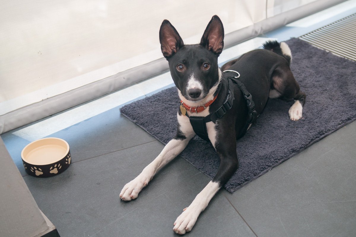 В "Фрегате" целый день работала собака 7