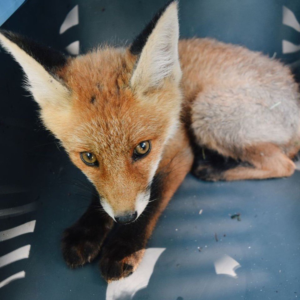 Люди - фу Люди - фу