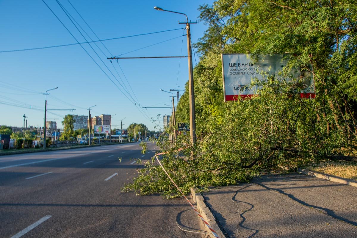 Ветка упала на глазах у нескольких пешеходов 