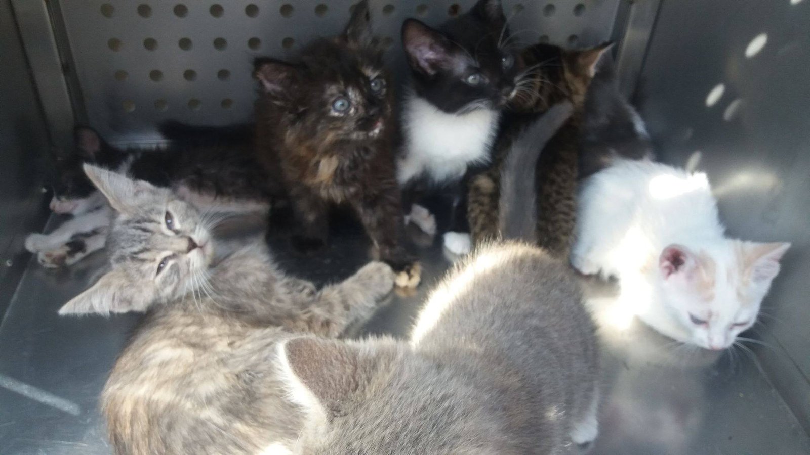 В Днепре бабушки сидели на жаре с десятком животных, заключенных в тесные коробки В Днепре бабушки сидели на жаре с десятком животных, заключенных в тесные коробки