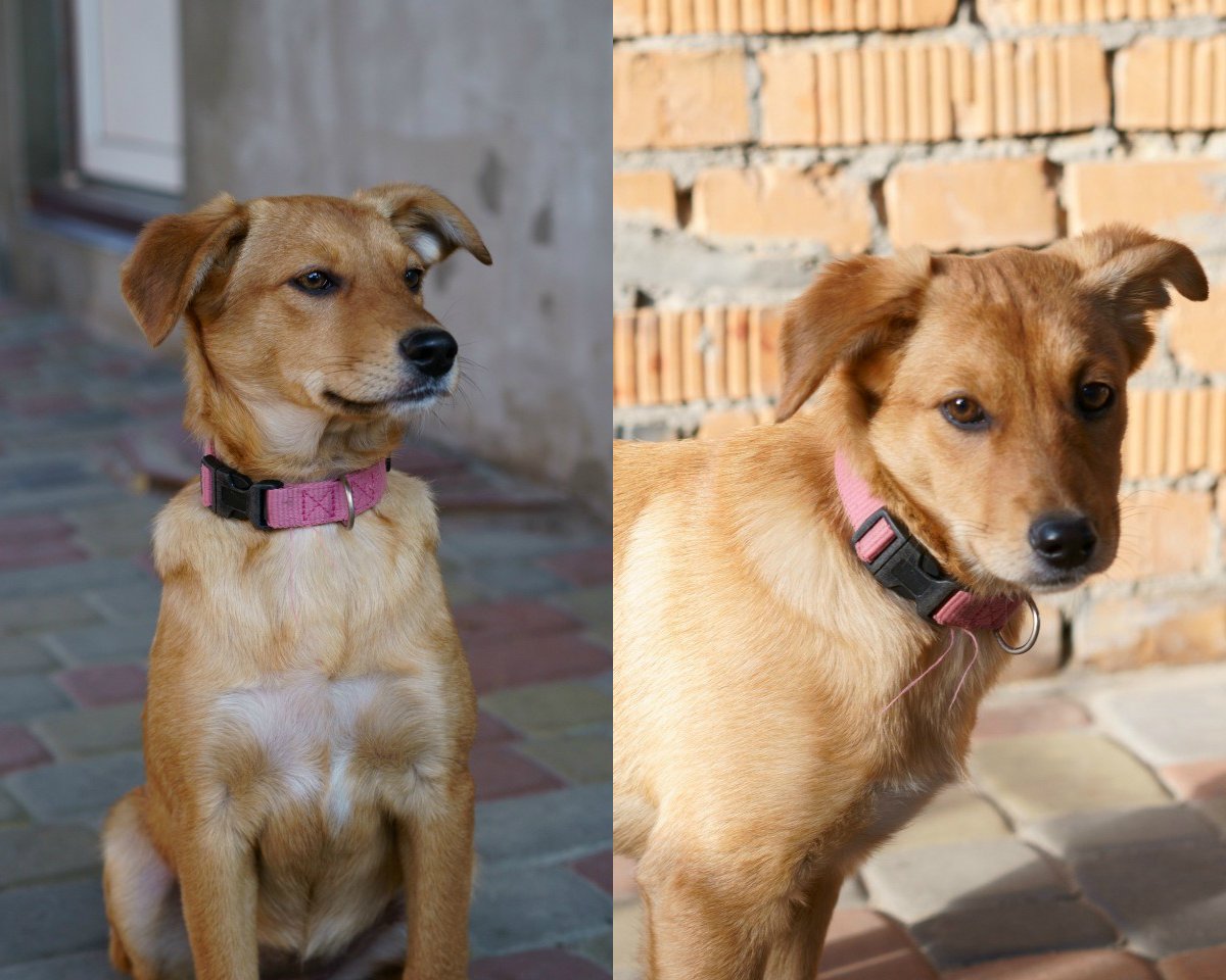 Грустный песик готов стать вашим самым лучшим другом