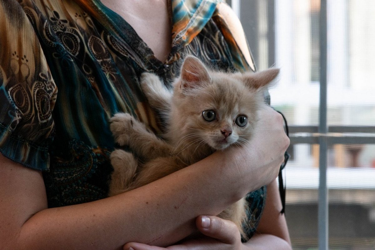 Грустный кусь ищет любящую семью